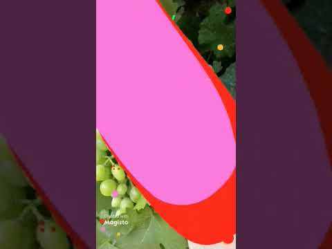 variety of grape / მსოფლიოს ყურძენი      551707871